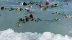 flowers floating in the water on top of ice