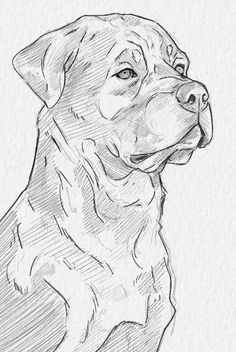 From Concept to Completion: Drawing Anything in the Design Process ✅(Follow This Link To Learn More)✅ Dog Sketch Easy, Dog Sketches, Dog Sketch, Art Tools Drawing, Art Diary