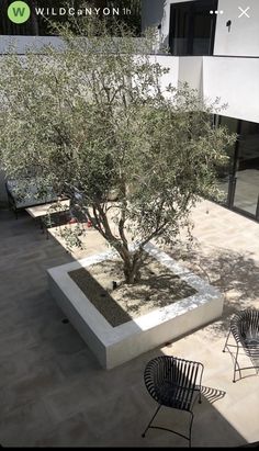 an olive tree in a planter on the ground next to some chairs and tables