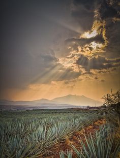 the sun shines through clouds over an agaved field with pineapples in the foreground