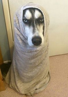 a dog wrapped up in a towel looking at the camera while sitting on the floor