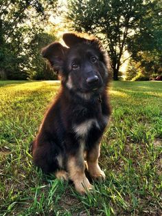 a brown and black dog sitting in the grass