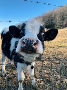 a black and white cow standing behind a fence looking at the camera while it's nose is sticking out