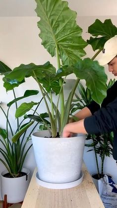 Look at this Giant Taro! #mmgreencare Repotting Bird Of Paradise Plant, Tips On Moving, Aloe Vera Plant Indoor, Inside House Plants, Plant Repotting, Moving Plants, Taro Plant, Birds Of Paradise Plant, Gardening Indoors