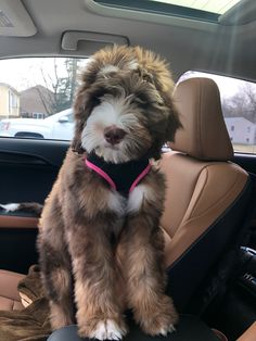 a brown and white dog wearing a pink harness sitting in the back seat of a car