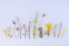 five different types of wildflowers laid out on a white surface with one yellow flower in the middle