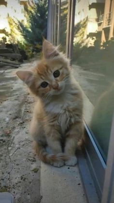 an orange kitten sitting on the edge of a window sill looking at something outside