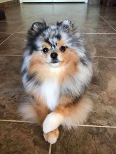 a small dog sitting on the floor with his legs spread out and looking at the camera