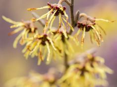 the flowers are blooming on the tree branch