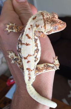 a small gecko sitting on top of someone's arm