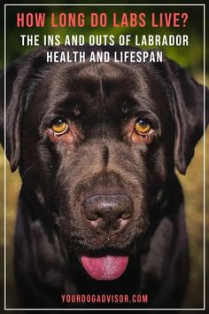 a black dog with the words how long do labs live? on it's face