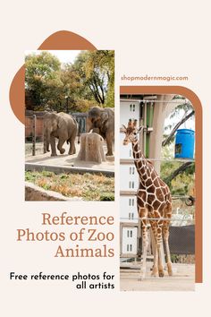 a giraffe standing in front of an elephant and another animal behind it with the words reference photos of zoo animals free reference photos for all artists