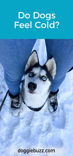 Do-Dogs-Feel-Cold? Best Bud, Fur Coats, For A Reason