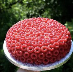 a person holding a cake with raspberries on it in front of some trees