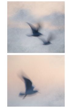 two pictures of birds flying in the sky