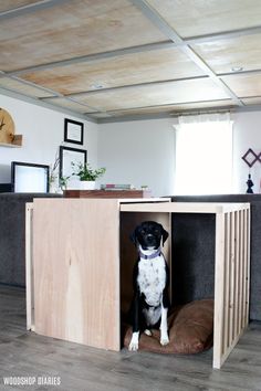 a black and white dog sitting in a wooden crate under a ceiling with wood planks