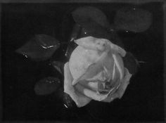 a black and white photo of a rose