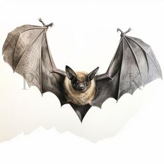 a bat flying through the air with its wings spread