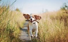 a dog walking down a dirt road with a stick in it's mouth and looking at the camera