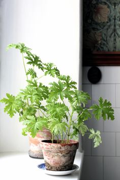 two potted plants sitting on top of a white counter next to a window sill