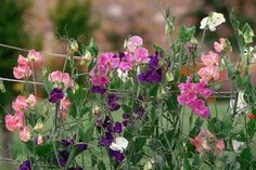 many different colored flowers growing in a garden