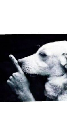 a black and white photo of a dog holding a stick in its mouth with his paw