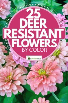 pink flowers with the words 25 deer resistant flowers by color in front of green leaves