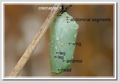 a caterpillar attached to a tree branch with the names of its parts labeled