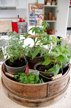 several potted plants sit in a wooden container