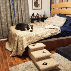 a black and white dog laying on top of a bed next to a set of stairs