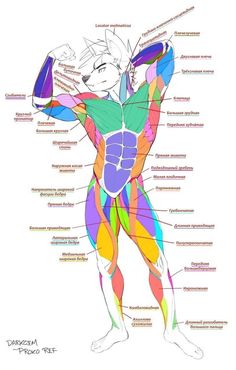 an image of a man's body with muscles labeled in different colors and names