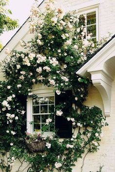 a window with flowers growing on the side of it