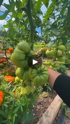 330K views · 4.7K reactions | #plants #planting #gardening101 #vegetables #veggiegarden #garden #farming #gardening #sweetpotato #fertilizer #gardens | By Gardening tips | Facebook