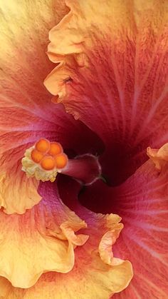 the inside of a yellow and red flower