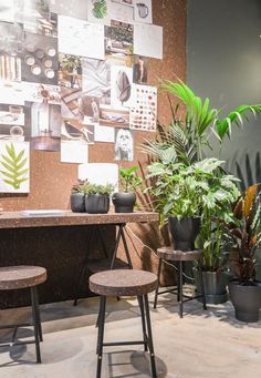 several potted plants sit on tables in front of a wall with pictures and posters