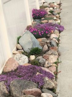 some purple flowers and rocks by a fence