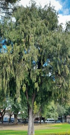 a large green tree sitting in the middle of a park next to a lush green field