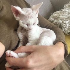 a person holding a white kitten in their lap