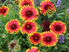 many red and yellow flowers in a garden