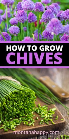 how to grow chives in the garden