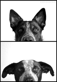 two different pictures of a dog's face in black and white