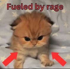 an orange kitten sitting on top of a bed covered in white stars and text that reads fueled by rage