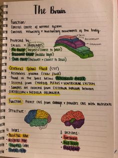 a notebook with some writing on it and pictures of the human brain in different colors