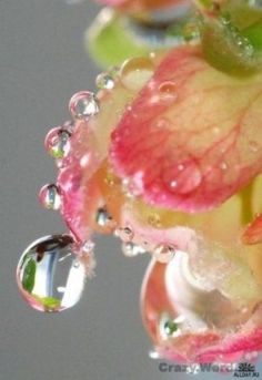 water droplets on the petals of flowers and leaves are seen in this close up photo