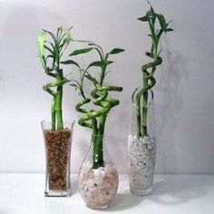 three vases with plants and rocks in them