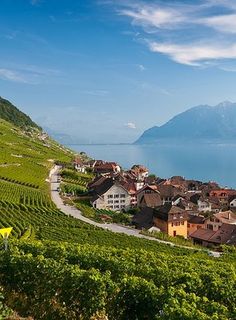 an aerial view of a village and vineyards on the side of a lake with mountains in the background