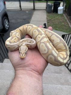 a hand holding a large snake in front of a car parked on the side walk