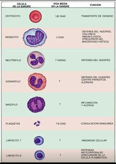 an image of different types of cells in the body and their corresponding parts are labeled