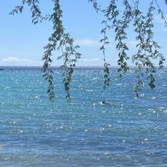 people are swimming in the ocean under some tree branches on a sunny day with clear blue water