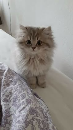 a fluffy cat sitting on top of a bed next to a pillow covered in blankets